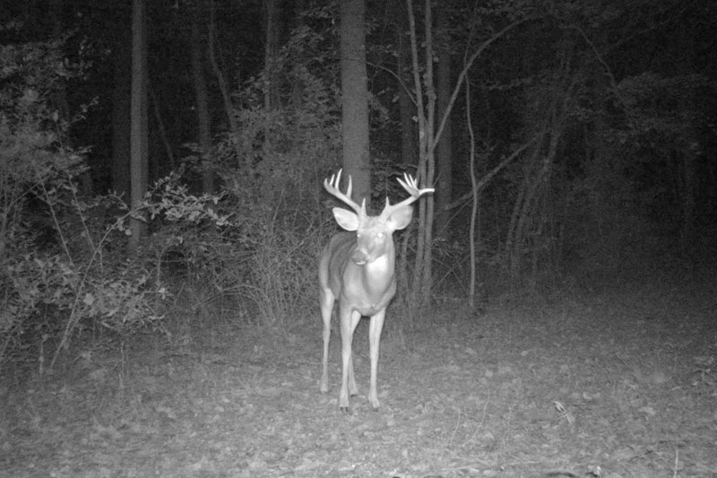 Buck Whisperer Outfitters Ohio Deer Hunting Land