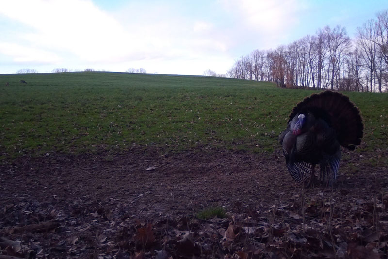 Buck Whisperer Outfitters Book Your Turkey Hunt