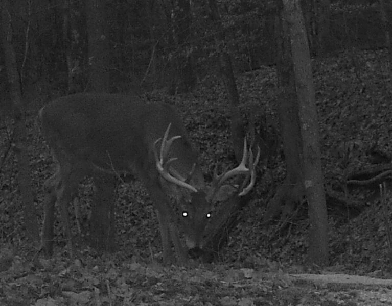 Buck Whisperer Outfitters Hunt Ohio Whitetail Deer