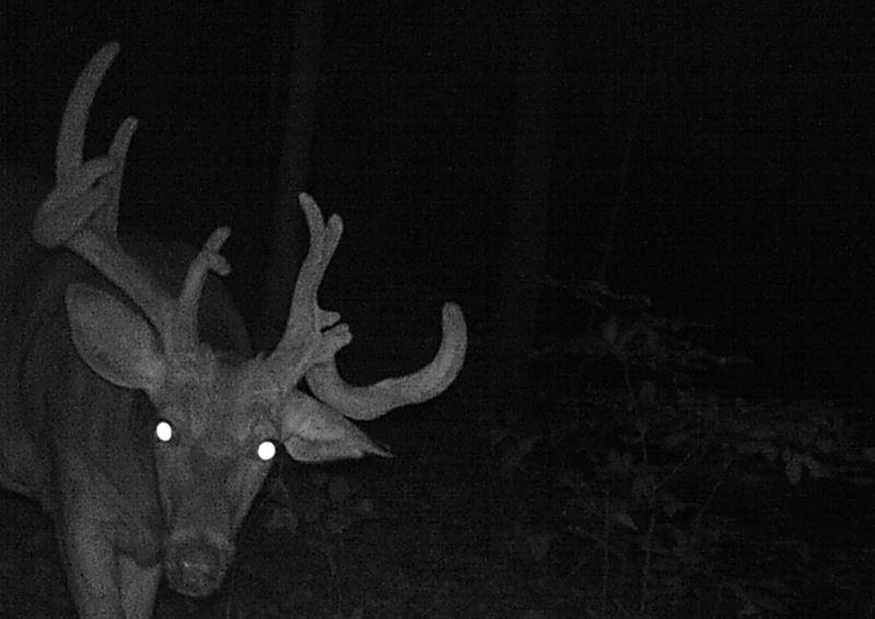 Buck Whisperer Outfitters Book Your Hunt