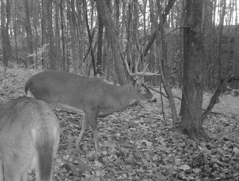Buck Whisperer Outfitters Hunt The Best Kept Secret In The Midwest