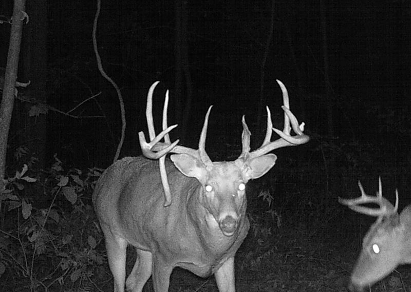 Ohio Deer Hunting Land Rates Dates Available Deer Hunts