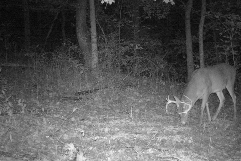 Buck Whisperer Deer Outfitters Ohio Deer Hunting Land