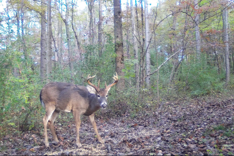 Buck Whisperer Deer Outfitters Hunt Ohio Whitetail Deer