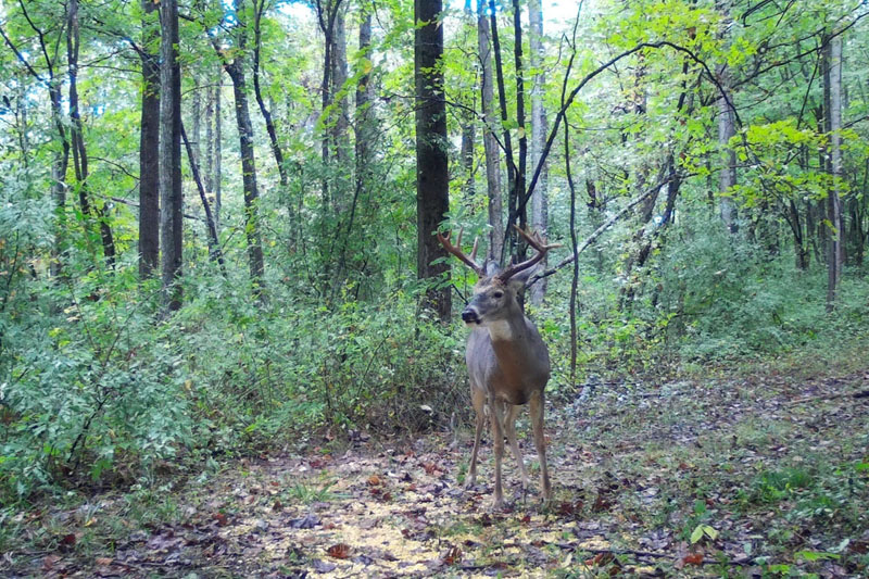 Buck Whisperer Deer Outfitters Ohio Deer Hunting Land