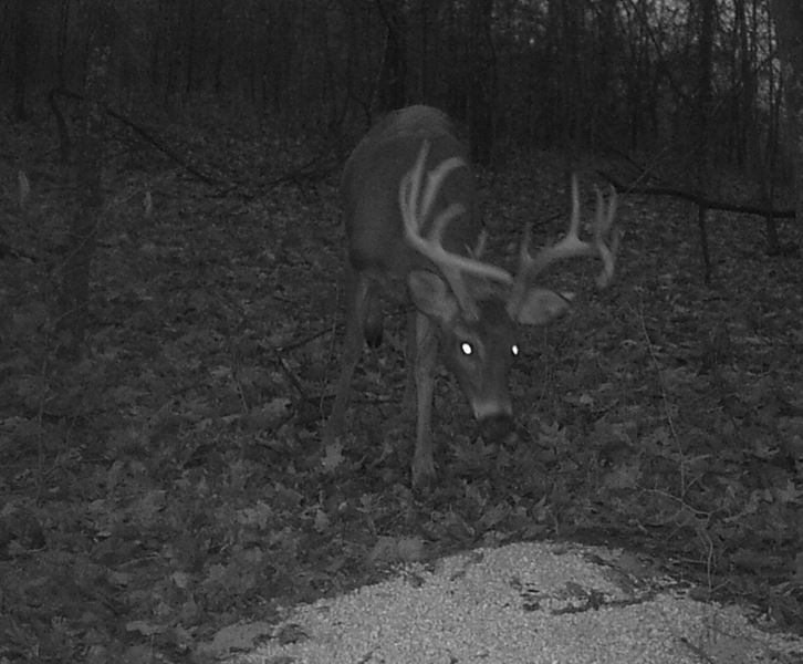 Buck Whisperer Deer Outfitters Book Your White Tail Deer Hunt