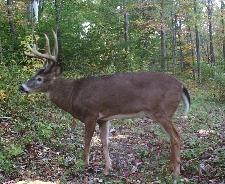 Buck Whisperer Deer Outfitters Book Your Hunt