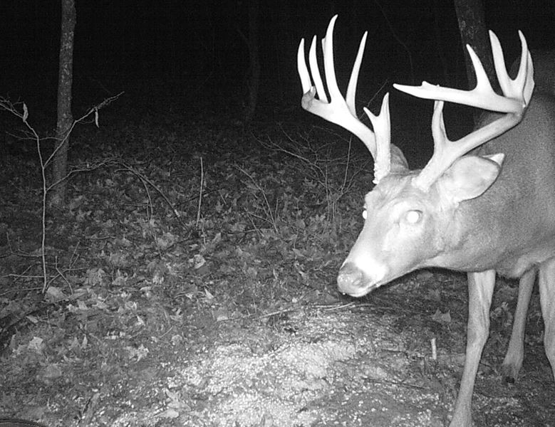 Buck Whisperer Deer Outfitters Hunt The Best Kept Secret In The Midwest