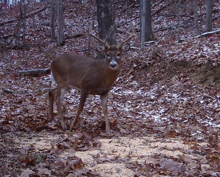 Buck Whisperer Deer Outfitters Hunt Muskingum County Ohio