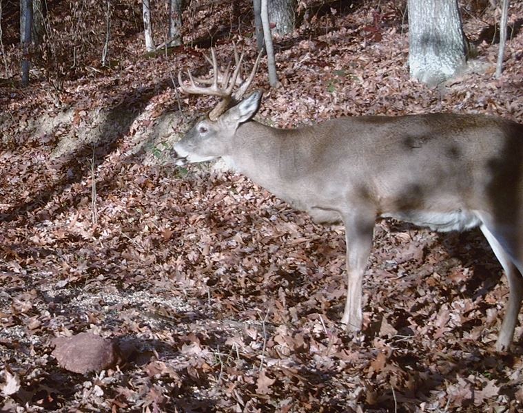 Buck Whisperer Deer Outfitters Hunt Ohio Whitetail Deer