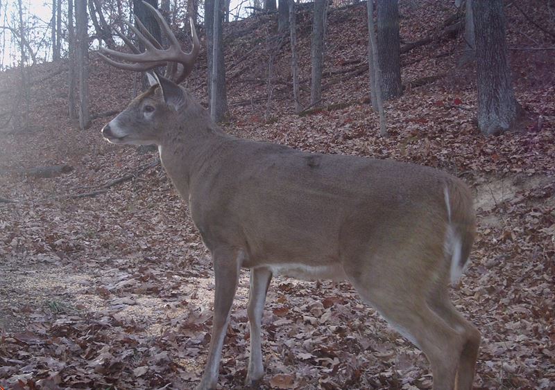 Buck Whisperer Deer Outfitters Hunt The Best Kept Secret In The Midwest