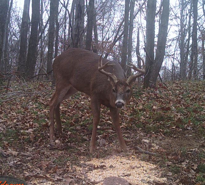 Buck Whisperer Deer Outfitters Book Your Turkey Hunt