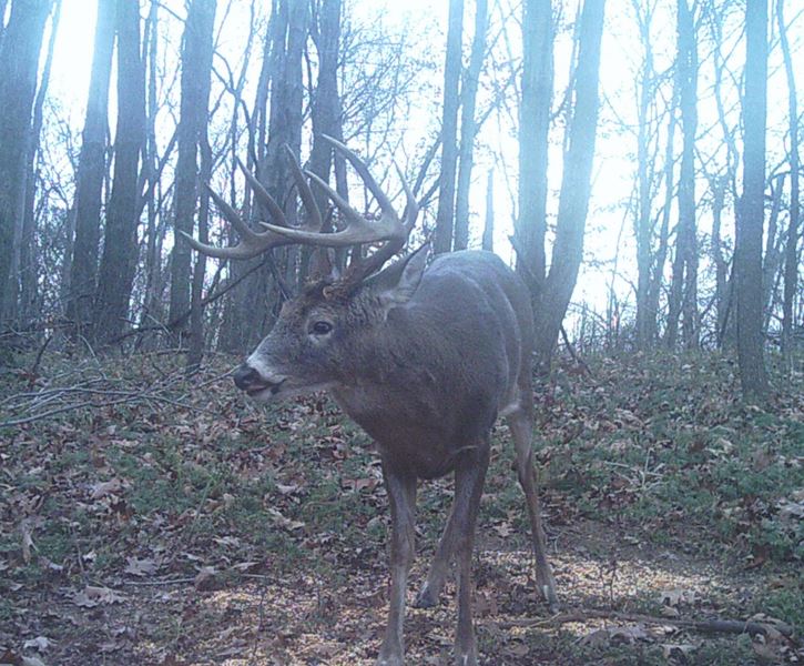 Buck Whisperer Deer Outfitters Book Your Turkey Hunt
