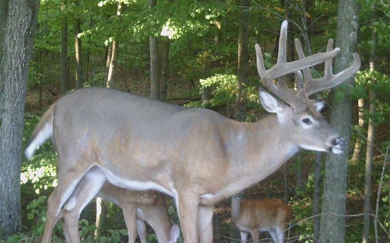 Buck Whisperer Deer Outfitters Book Your Turkey Hunt