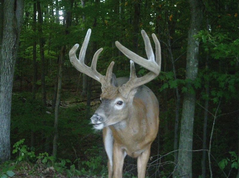 Buck Whisperer Deer Outfitters Book Your White Tail Deer Hunt