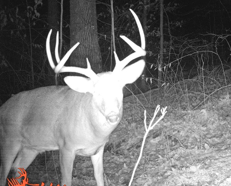 Buck Whisperer Deer Outfitters Ohio Deer Hunting Land