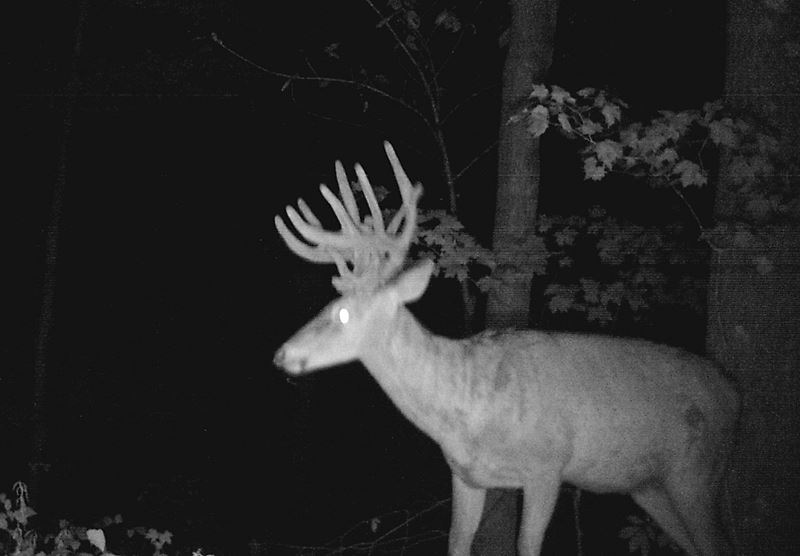 Buck Whisperer Deer Outfitters Book Your White Tail Deer Hunt