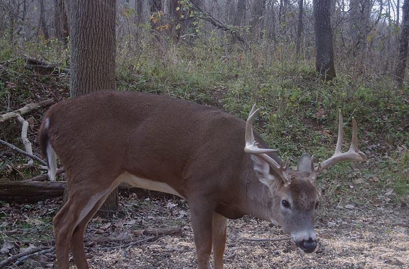 Buck Whisperer Deer Outfitters Hunt Muskingum County Ohio