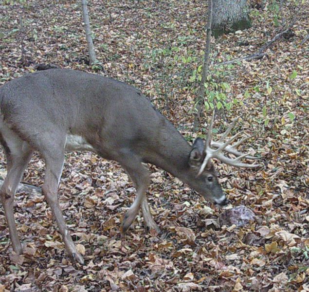 Buck Whisperer Deer Outfitters Book Your Hunt